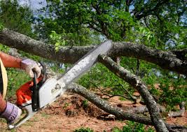 Santa Teresa, NM Tree Removal and Landscaping Services Company